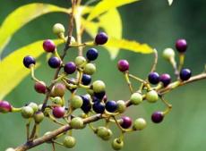 Tìm hiểu về cây tiêu rừng